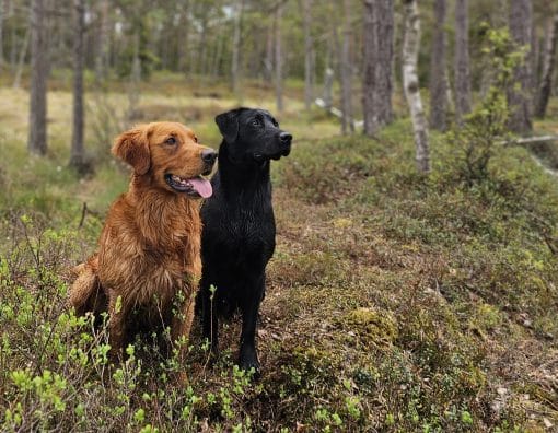 Fortsättningsgrupp i minigrupp unghundar
