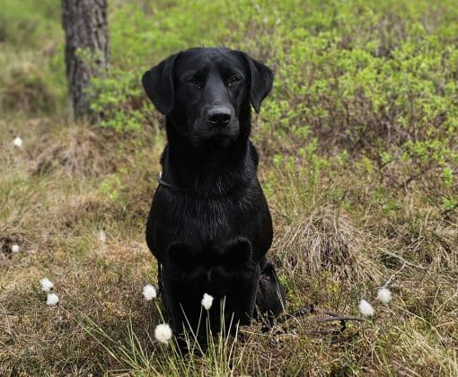 Unga hundar fortsätter lördagsgruppen